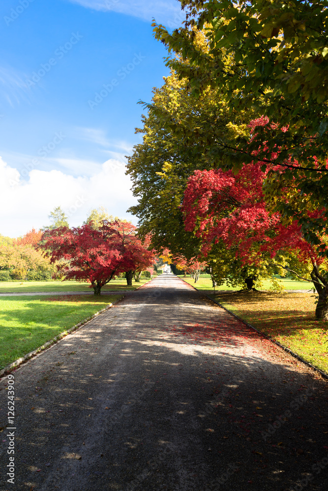 Naklejka premium autumn