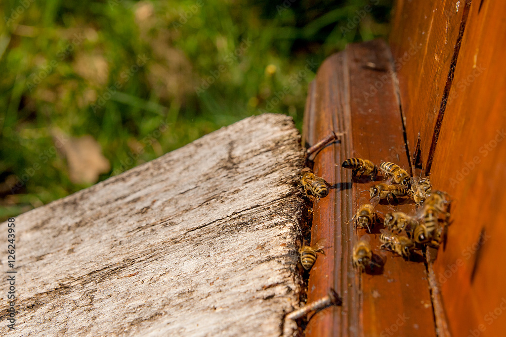 Plenty of bees at the entrance of beehive in apiary. Plenty of bees at the entrance of beehive in apiary.