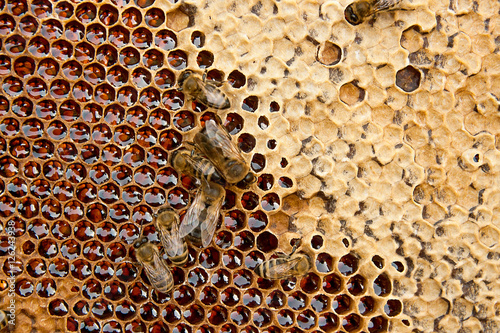 View of the working bees on the honeycomb with sweet honey.