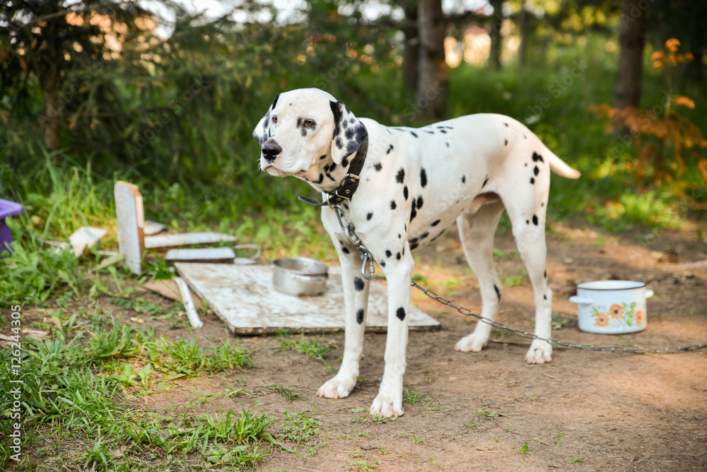 Beautiful Dalmatian on the chain summer's day  the lawn