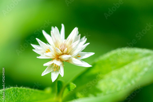 Fototapeta Naklejka Na Ścianę i Meble -  small white flower