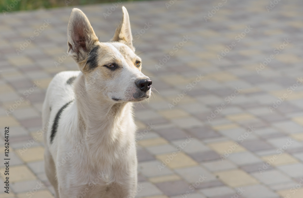 Outdoor portrait of young mixed breed positive dog standing on a street