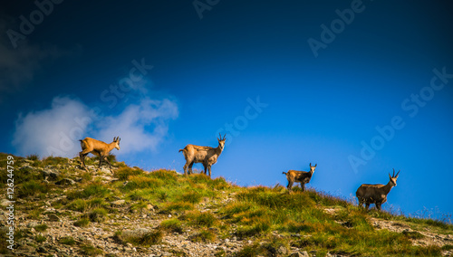 Beautiful chamois mountain goat in natural habitat photo