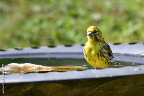 Girlitz an der Vogeltränke  photo