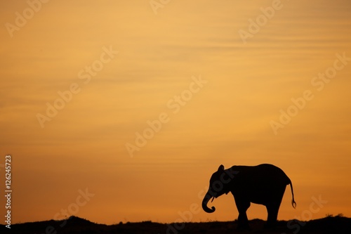 Elephant on a background of yellow sunrise in Kenya