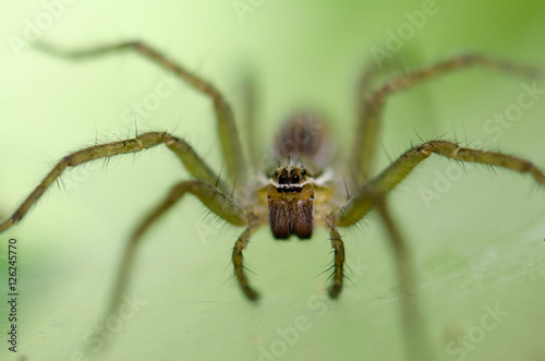 .Ambush prey on spider webs trap nests.