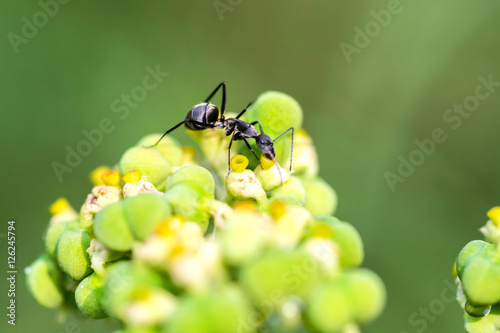 Black ant on flower © sapgreen