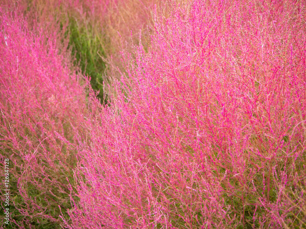 Closed up of red Kochia plant at Kawaguchiko lake Japan Closed up of red Kochia plant at Kawaguchiko lake Japan