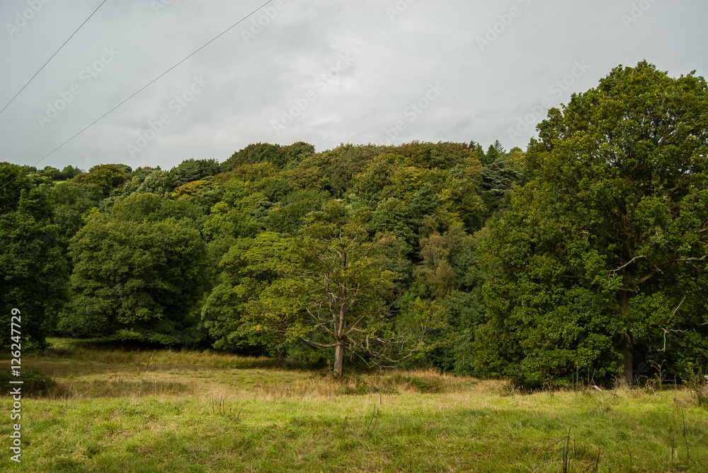 Obraz premium FOREST, UPPER DEARNE WOODLANDS, WEST YORKSHIRE, ENGLAND 
