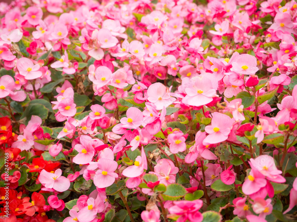 Pink Begonia or Pelargonium flower at Kawaguchiko lake in Japan Pink Begonia or Pelargonium flower at Kawaguchiko lake in Japan