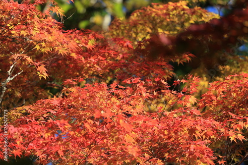 高野山の秋景色 © narautsu