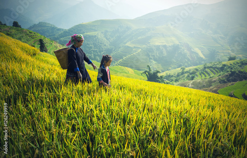 Mother and Daughter Hmong, working at Vietnam Rice fields on terraced in rainy season at Mu cang chai, Vietnam. Rice fields prepare for transplant at Northwest Vietnam photo