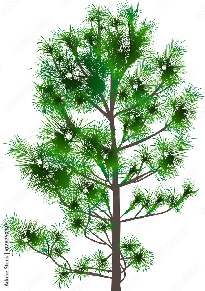 green cedar tree isolated on white