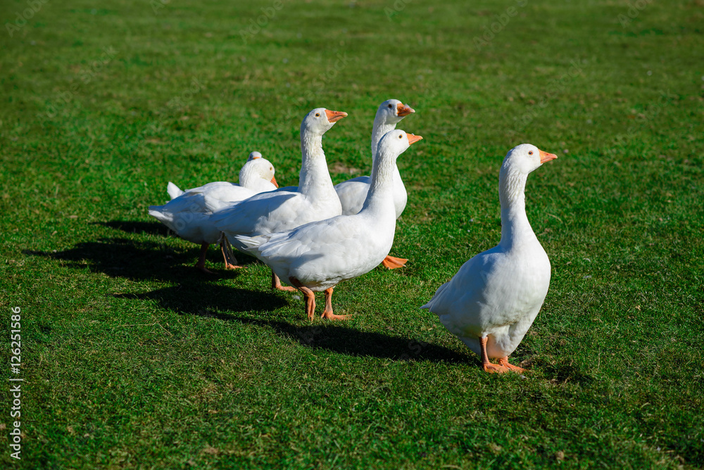 Funny domestic geese on the green grass Funny domestic geese on the green grass
