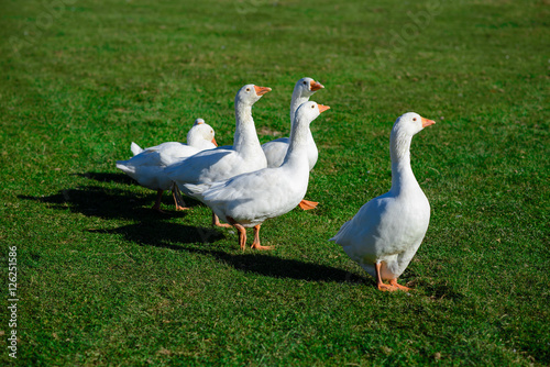 Funny domestic geese on the green grass