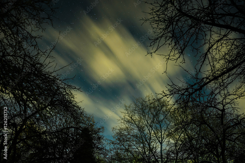 starry sky, beneath the branches of trees