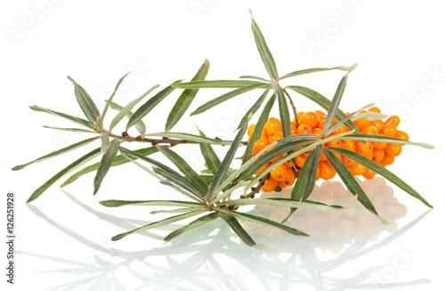 Bunch ripe sea-buckthorn berries with leaves isolated on white.