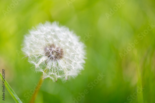 exempted dandelion blowball