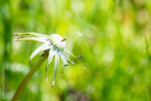 exempted dandelion blowball photo