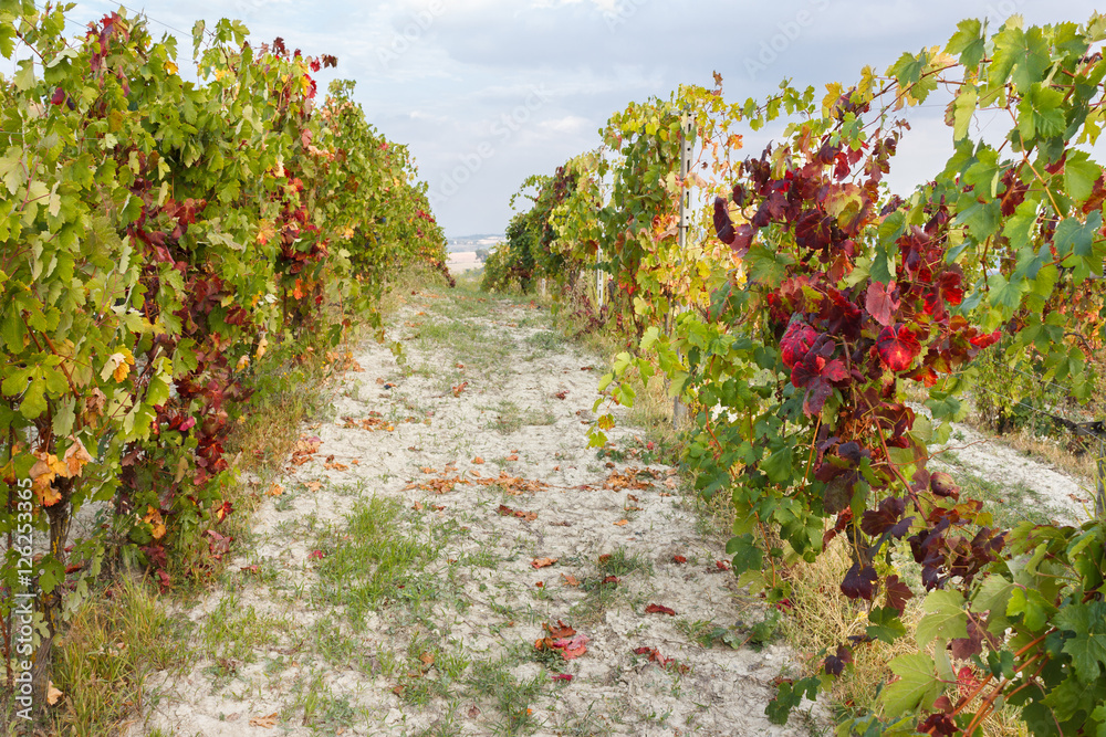 Vineyard colors at the beginning of autumn in the Monferrato hills (Piedmont, Italy).