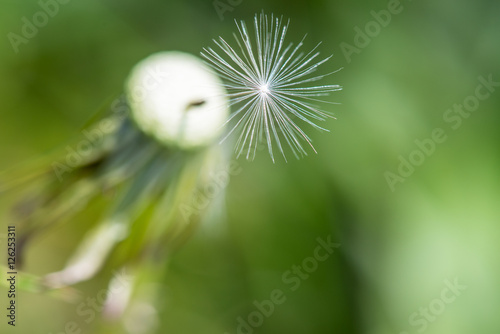 exempted dandelion blowball photo