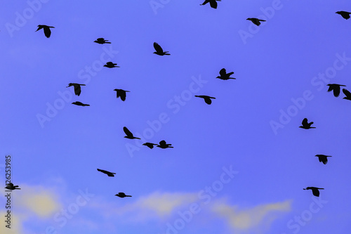 Birds in Surinam