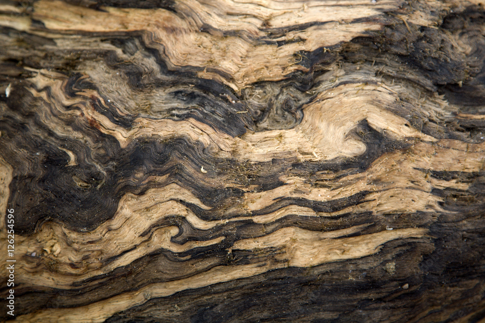 Piece of wood sculptured by water and sand Piece of wood sculptured by water and sand