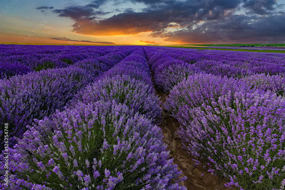 Exciting landscape with lavender field at sunset