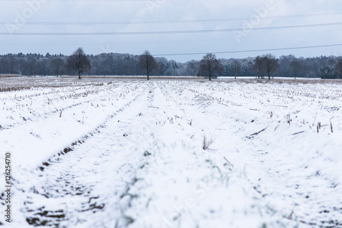 Snowy Forest Landscape