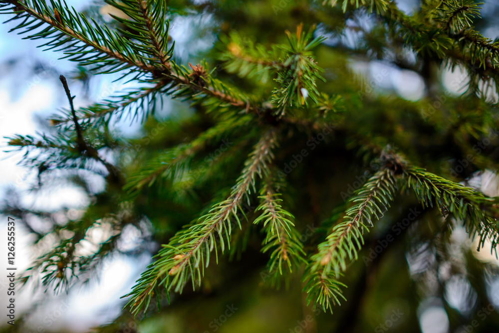 Needles trees macro with spyder Needles trees macro with spyder