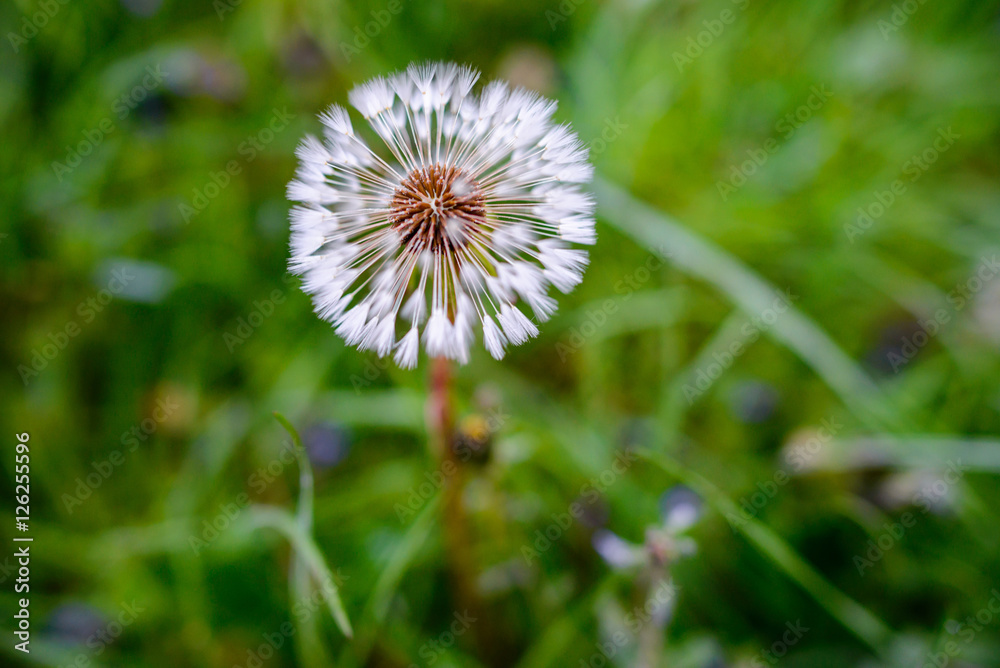 Air dandelions on a green field. Spring background Air dandelions on a green field. Spring background