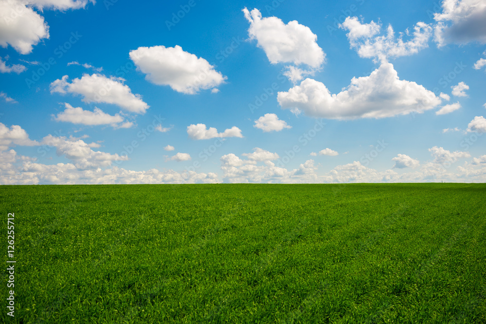 Beatiful morning green field with blue heaven