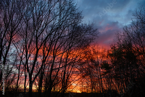 Wonderful sunrise on the background of silhouettes of trees © cezarksv