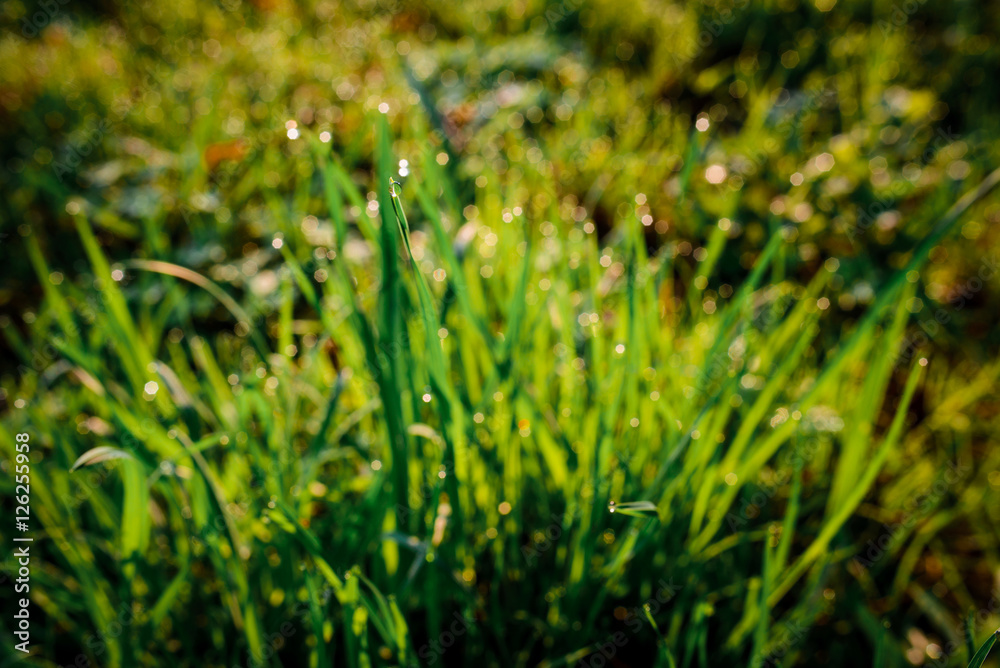 drops of dew on a green grass