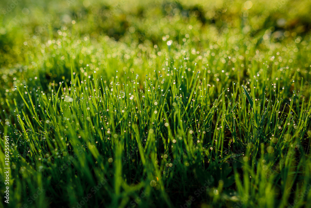 Fototapeta premium drops of dew on a green grass