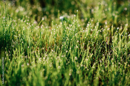 drops of dew on a green grass