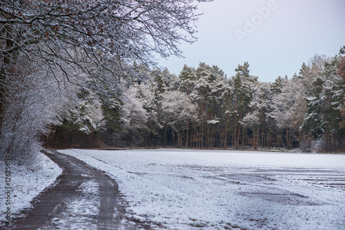 Snowy Forest Landscape