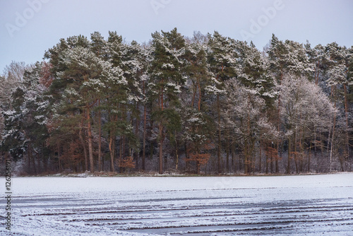 Snowy Forest Landscape