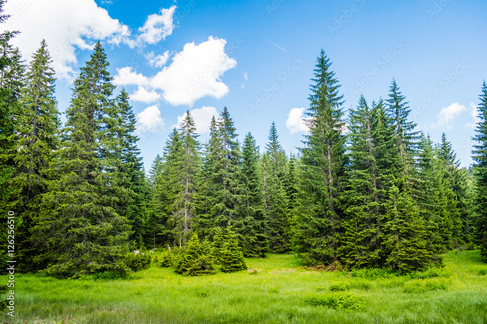 Fototapeta premium Forest in Durmitor National Park, Montenegro