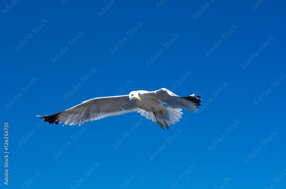 Obraz premium Sea gulls in sky