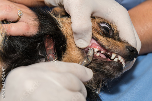 Fototapeta Naklejka Na Ścianę i Meble -  extarction d'une dent chez un chien.