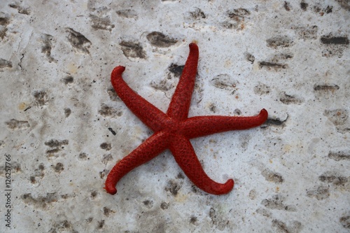 Beautiful lucky red sea star