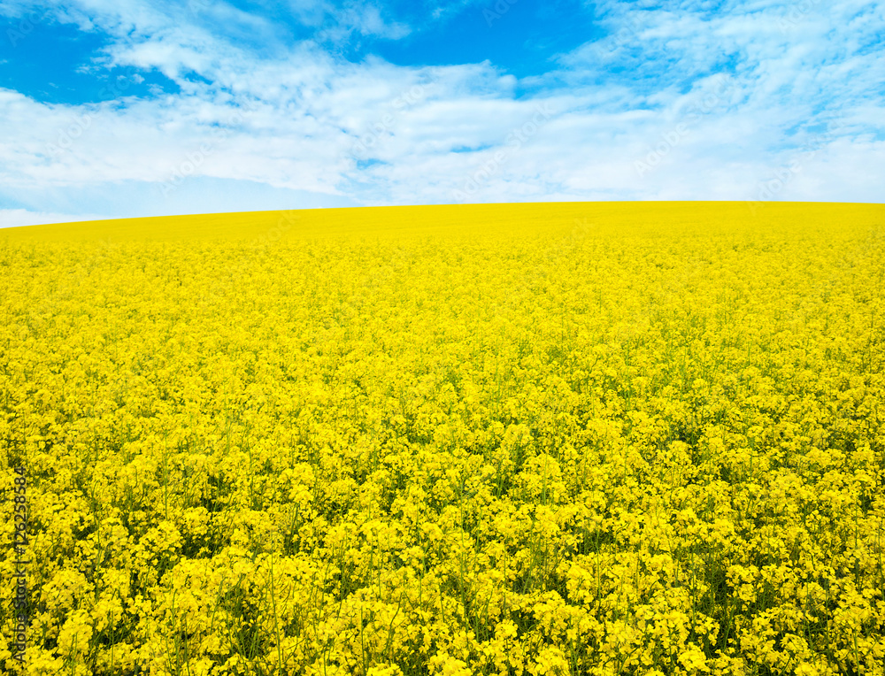 flowers of oil in rapeseed field