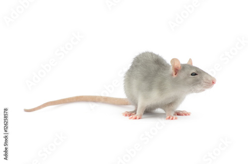 rat isolated on the white background © ZaZa studio
