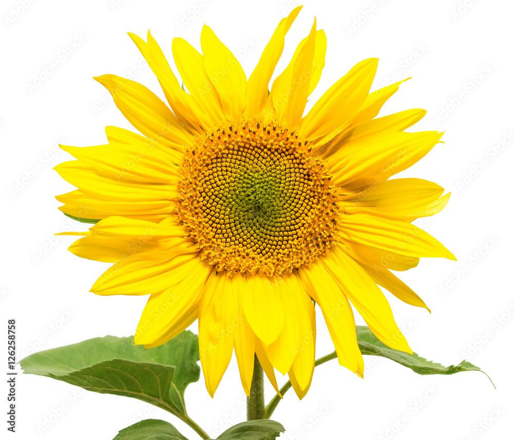 Naklejka premium Flower of sunflower isolated on white background.