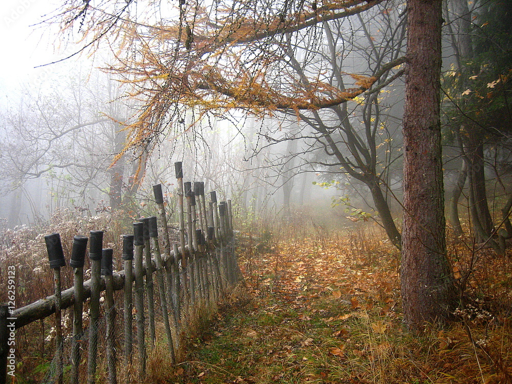 Fototapeta premium MISTY AFTERNOON IN THE MOUNTAINS 