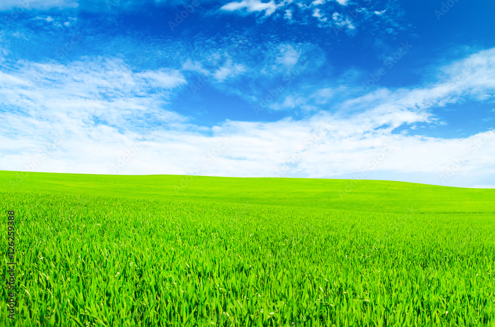 Background image of lush grass field under blue sky Background image of lush grass field under blue sky