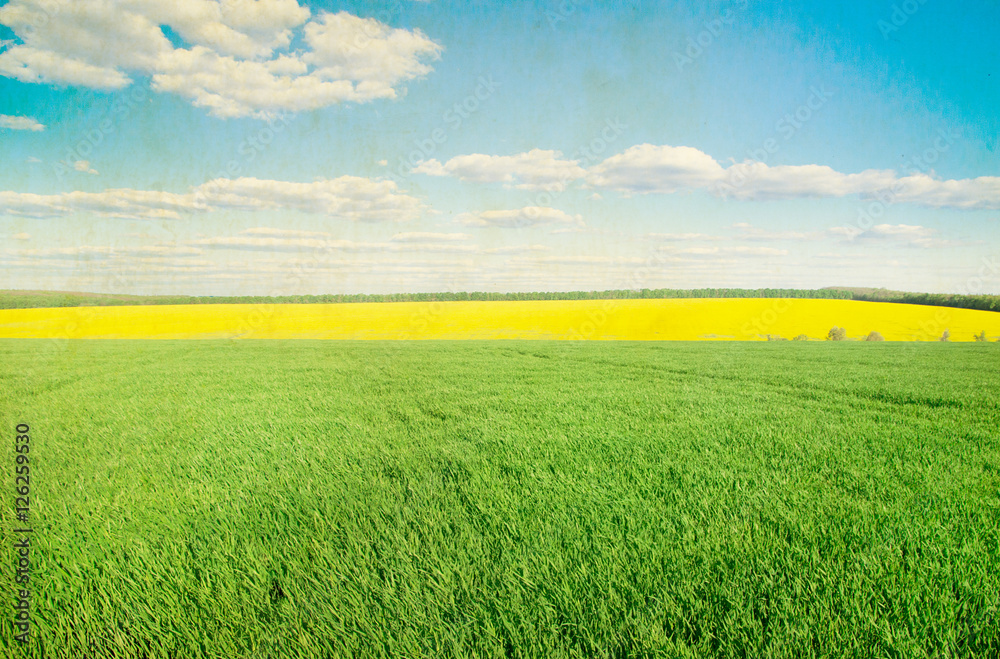 Fototapeta premium field