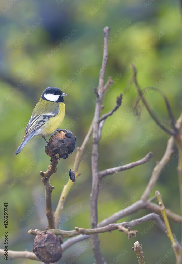 Fototapeta premium Great tit on a tree branch