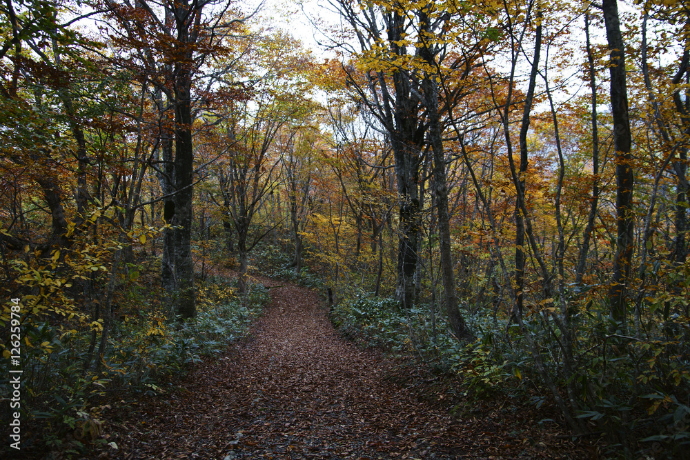 紅葉の遊歩道